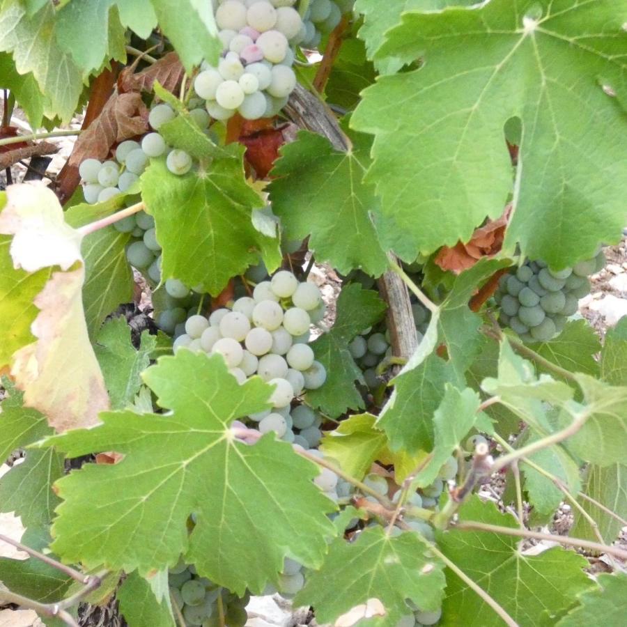 L'Annexe Villa Verdigny Dış mekan fotoğraf